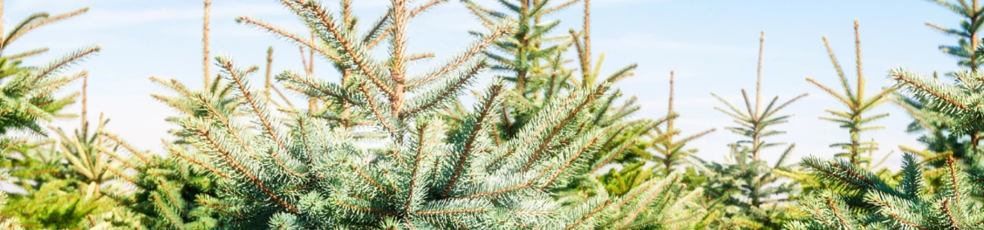 Kerstbomen met kluit krijgen nieuw leven in het Hemmeland